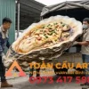 màu sắc chân thực và lắp đặt mô hình xốp 3d hàu nướng