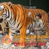 mô hình xốp Hổ