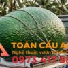 mô hình quả bơ bằng xốp 3d