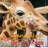 Mô hình xốp con Hươu cao cổ