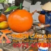 sơn màu mô hình xốp   3D Quả Cam